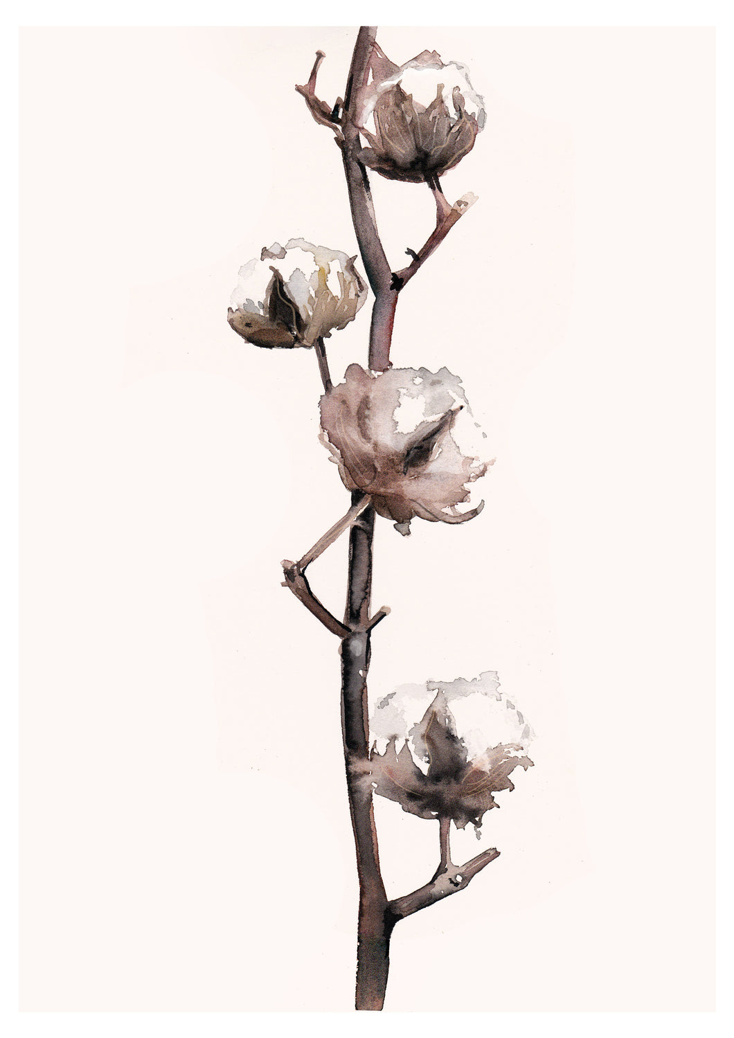 Cotton Plant Drawing png images | Klipartz