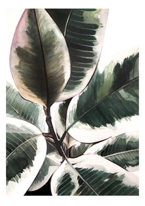 Ficus Elastica Variegata Watercolour Print - About Face Illustration